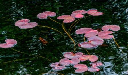 WATERLILIES BROOKLYN