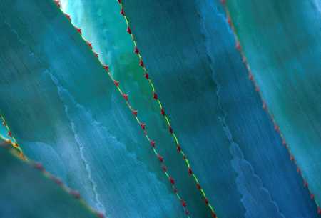 BLUE AGAVE