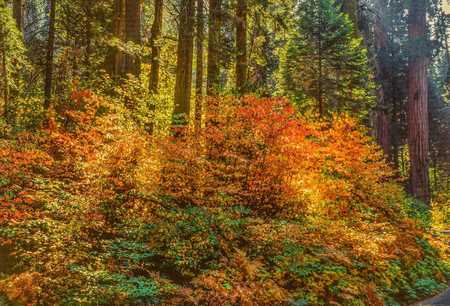 FOREST LIGHT DOGWOODS