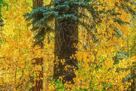 FOREST LIGHT ASPEN