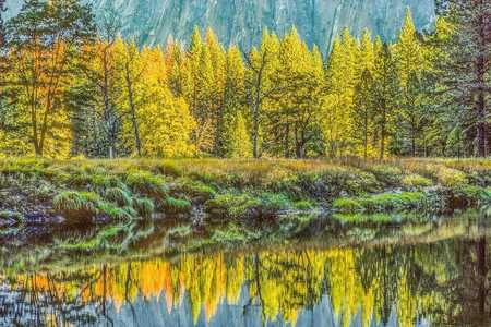 FOREST LIGHT YOSEMITE FALL