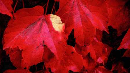 RED, RED LEAVES