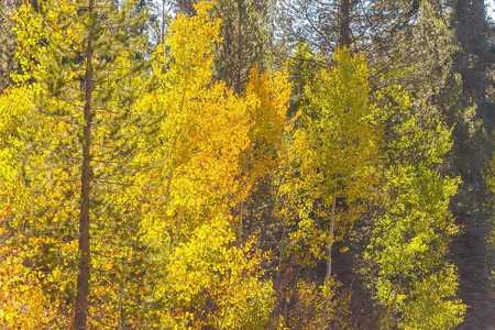 FOREST LIGHT ASPEN 3