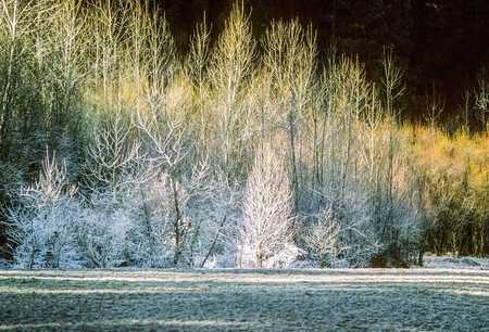 MORNING FROST, YOSEMITE