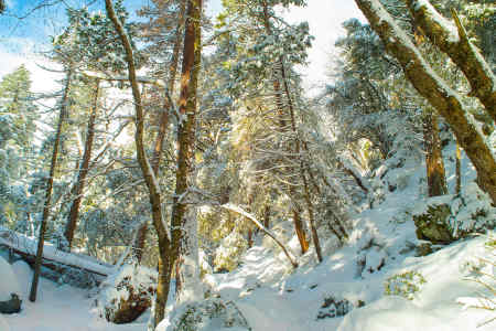 SNOWY PATH