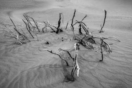 DUNE LIGHT, DEATH VALLEY