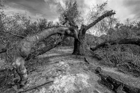 AFTERMATH, WOOLSEY FIRE