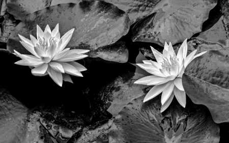 WATER LILIES