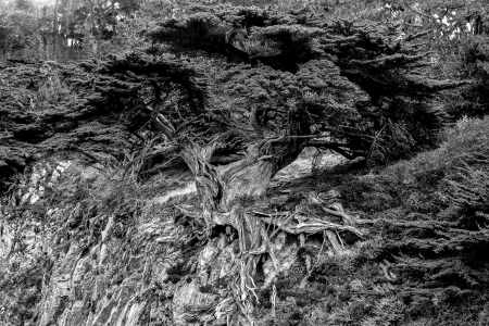 CYPRESS, POINT LOBOS