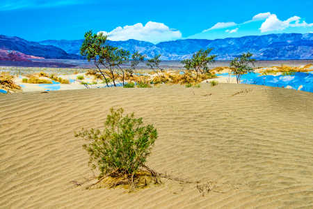 DEATH VALLEY OASIS