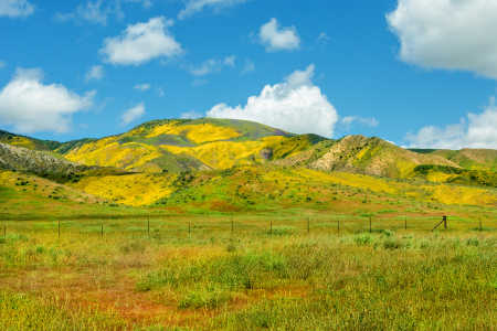 CARRIZO 66